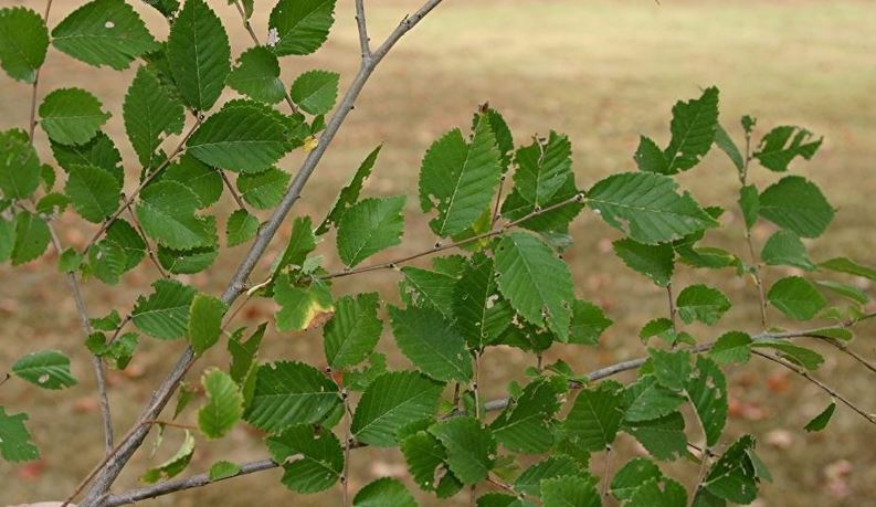 Water Elm