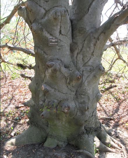 Fagus, Common Beech, European Beech Tree Laciniata