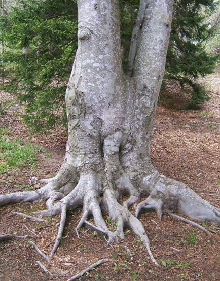 Fagus, Common Beech, European Beech Tree Asplenifolia