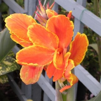 Canna Lily Jivago