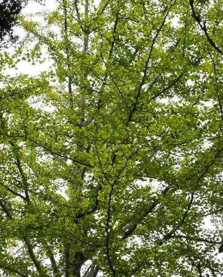 Ginkgo, Maidenhair Tree Kew