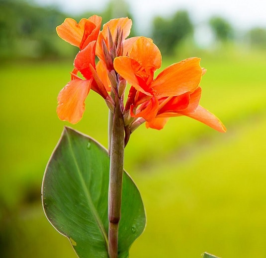 Canna Lily Orange Beauty