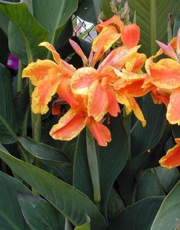 Canna Lily Taroudant