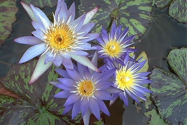Tropical Day-Blooming Water Lily, Waterlily Star Of Siam