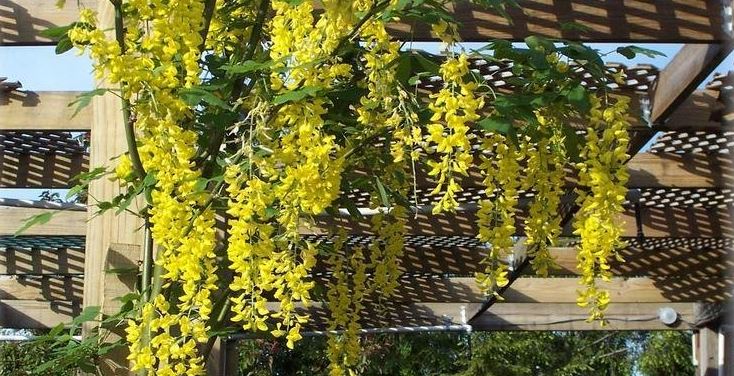 Waterer Laburnum, Goldenchain Tree