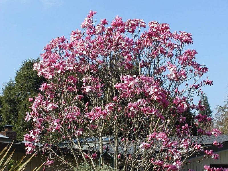 Magnolia Galaxy