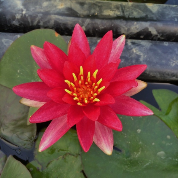 Hardy Water Lily, Waterlily Reflected Flame