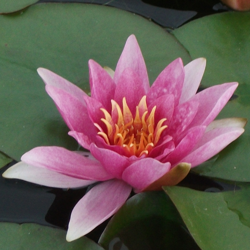 Dwarf Hardy Water Lily, Waterlily Rene Gerard