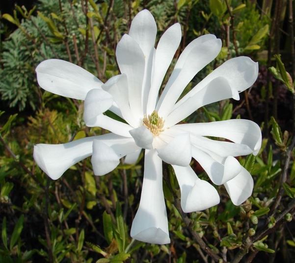 Star Magnolia Waterlily
