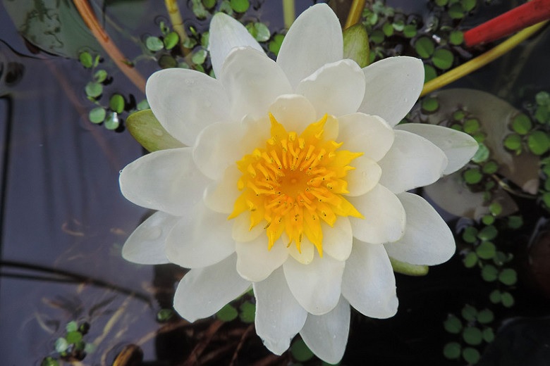 Hardy Water Lily, Waterlily Albida