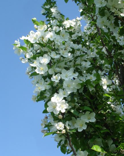 Flowering Crabapple Adirondack