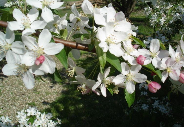 Flowering Crabapple Molten Lava