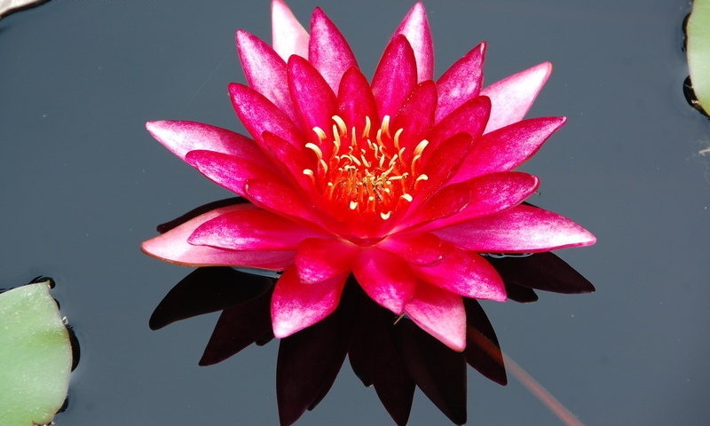 Hardy Water Lily, Waterlily Atropurpurea