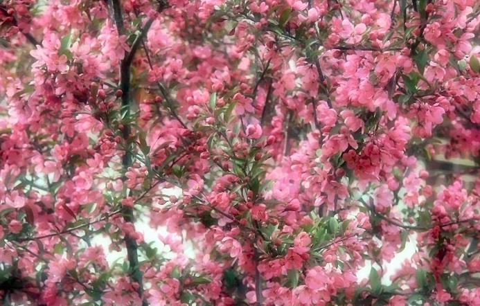 Malus, Flowering Crabapple Profusion