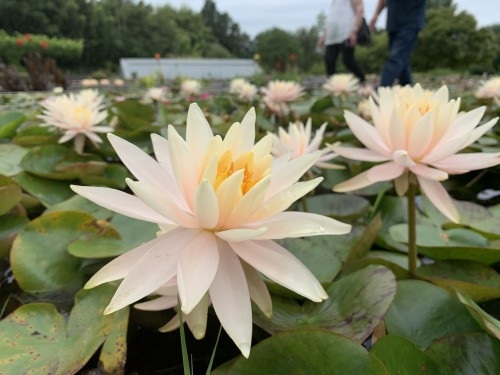 Hardy Water Lily, Waterlily Barbara Davies