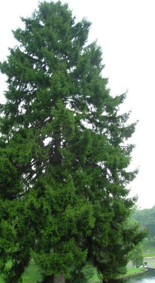 Picea Species, Caucasian Spruce, Oriental Spruce