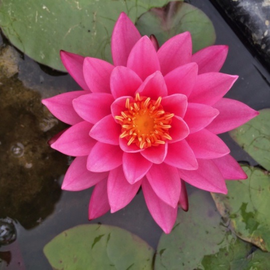 Hardy Water Lily, Waterlily Bernice Ikins
