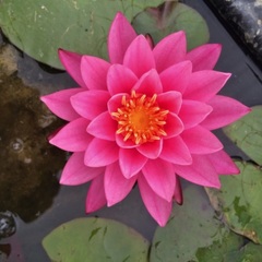Hardy Water Lily, Waterlily 'Bernice Ikins'