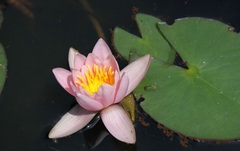 Hardy Water Lily, Waterlily 'Berthold'