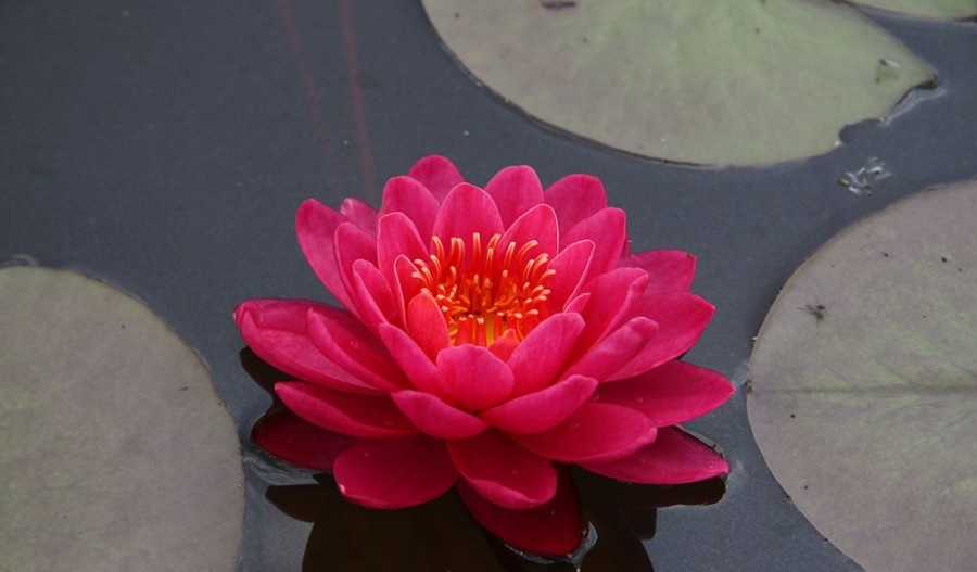 Hardy Water Lily, Waterlily Bleeding Heart