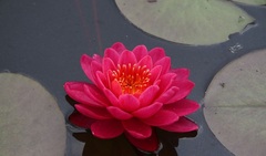 Hardy Water Lily, Waterlily 'Bleeding Heart'