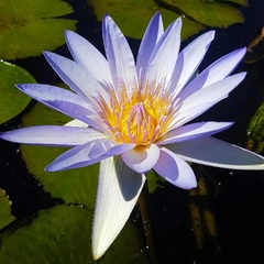 Hardy Water Lily, Waterlily 'Blue Triumph'