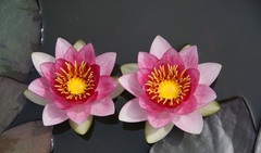 Hardy Water Lily, Waterlily 'Bory de Saint Vincent'