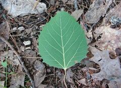 Big-tooth Aspen, Largetooth Aspen