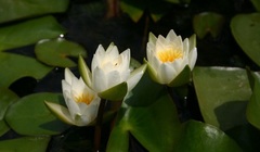 Hardy Water Lily, Waterlily 'Candida'