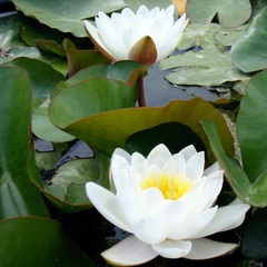 Hardy Water Lily, Waterlily 'Candidissima'