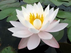 Hardy Water Lily, Waterlily 'Candidissima Rosea'