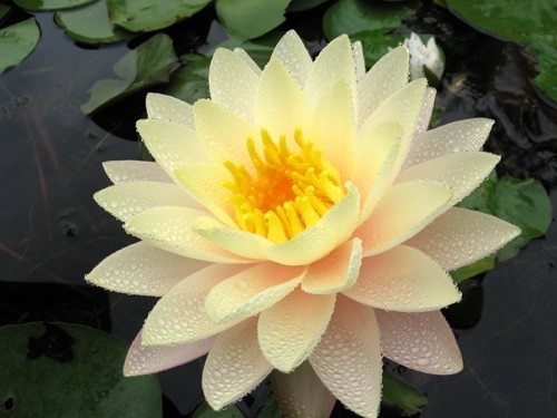 Hardy Water Lily, Waterlily Carolina Sunset