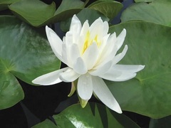 Hardy Water Lily, Waterlily 'Caroliniana Nivea'