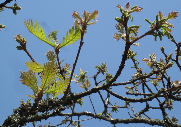 Quercus Species, Daimyo Oak, Japanese Emperor Oak Pinnatifida