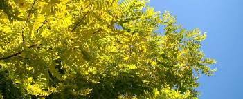 Yellow False Acacia, Black Locust, Yellow Locust Semperflorens