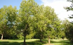 Black Cottonwood, Downy Poplar, River Cottonwood, Swamp Cottonwood, Swamp Poplar
