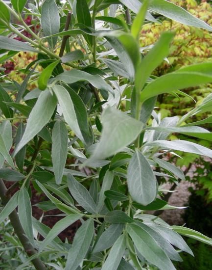 White Willow