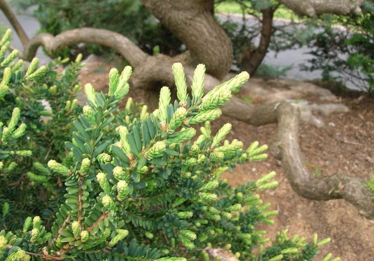 Yew, English Yew Amersfoort