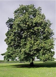 Tilia, Common Lime Tree, European Linden