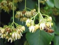 European Linden, Common Lime Tree Wratislaviensis