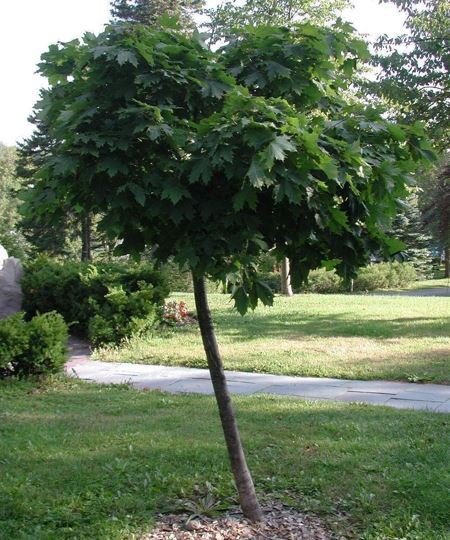 European Maple, Norway Maple Globosum