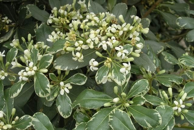 Pittosporum, Variegated Japanese Mock Orange Variegata