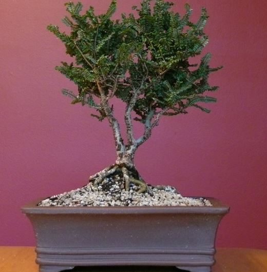 Chinese Elm, Lacebark Elm Hokkaido