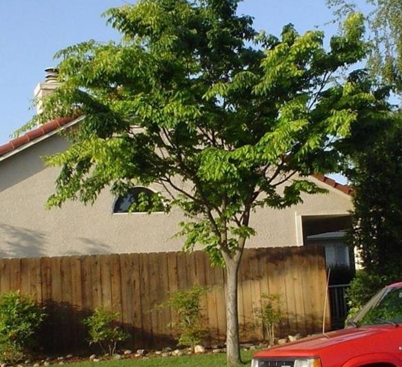 Zelkova Species, Japanese Grey-Bark Elm, Japanese Zelkova