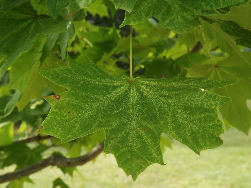 European Maple, Norway Maple Walderseei