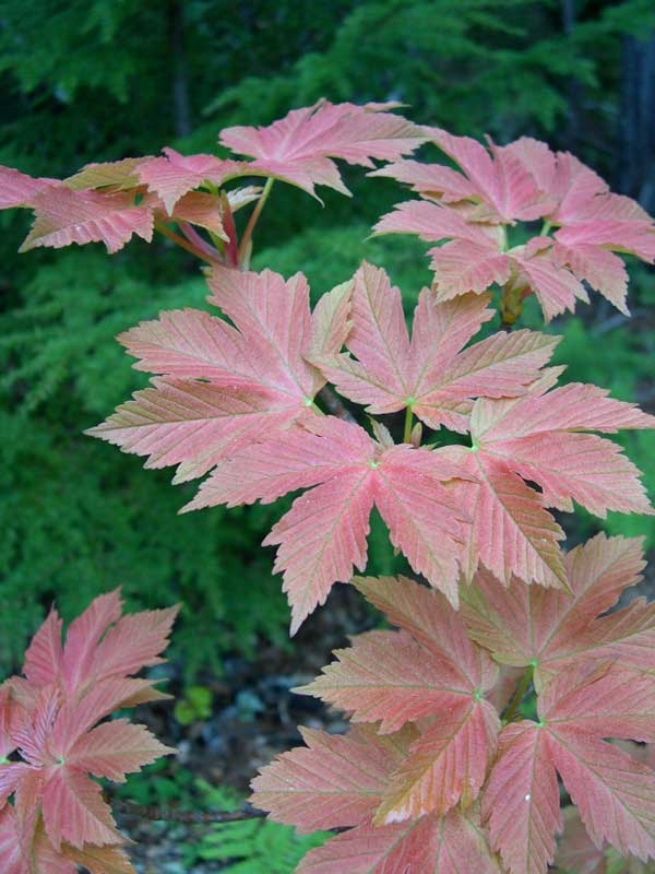 Sycamore Maple Puget Pink