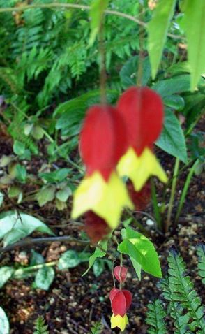 Trailing Abutilon, Flowering Maple, Chinese Lanterns Variegatum