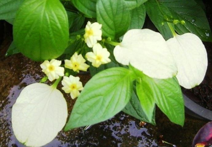 Pseudomussaenda Species, Dwarf Yellow Mussaenda, Nagballi, White Wing