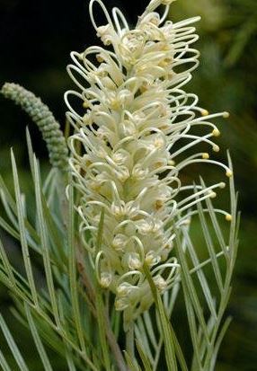 Grevillea Moonlight