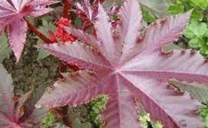 Castor Oil Plant, Castor Bean Plant Gibsonii